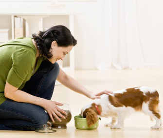 Pet sitter feeding puppy Pet sitter feeding puppy